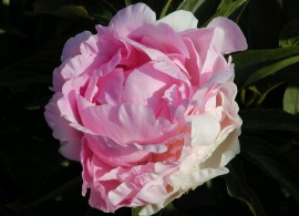 pink giant